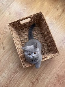 Gato British en una cesta mirando para arriba