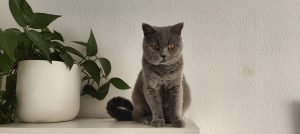 Gato British Shorthair gris sentado junto a una planta