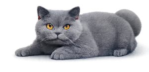 ojos gato briitish